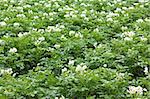 Green potato with flowers plant in field