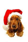 Cute Cocker Spaniel Christmas puppy with red Santa hat