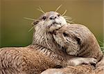 Oriental Short-Clawed Otters cuddling