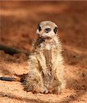 Portrait of a Meerkat