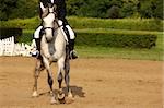 A picture of an equestrian on a white horse in motion over natural background