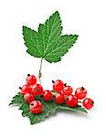 Branch of red currants with leaves isolated on white background