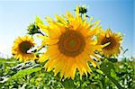 big sunflower on sunny day