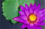 Close up photo of Colorful purple water lily