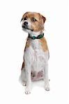 mixed breed jack russel terrier dog on a white background