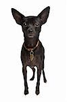 cross breed of a Miniature Pinscher and a chihuahua dog