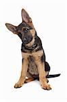 German Shepherd puppy in front of a white background
