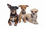 three chihuahua dogs in front of a white background