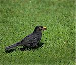 European Blackbird with worms