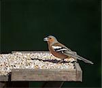 Chaffinch male on seed table