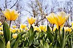 Cultivation of Darwin Hybrid Tulip Jaap Groot: yellow and white bicolor, perennial group