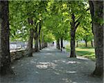 Bordée d'arbres Chestnut Avenue, Bad Berleburg, Siegen-Wittgenstein, Rhénanie du Nord-Westphalie, Allemagne