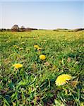 Dandelions in Field, Cotswolds, Gloucestershire, England