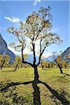 Érable en automne, Grosser Ahornboden, Karwendel, Eng, Tyrol, Autriche