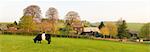 Cow in Field near Farmhouse, Cotswolds, Gloucestershire, England, United Kingdom