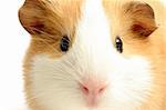 guinea pig - a highkey closeup with focus on the eye, shot over white