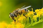 Macro shot of bee on a yellow flower