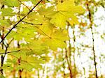 yellow autumn leaves of maple
