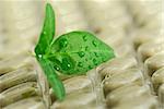 Green leaf and package of herbal supplement pills close up