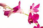 A pink orchid set against a plain background