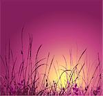 grass vector silhouette and sunset. Ideally for your use in design