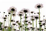 Row of wild daisies isolated on white background