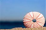 Pink sea urchin on the beach with blue background