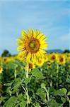 Sunflower in sunflower field Thailand.