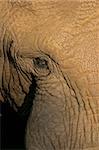 Close-up view of the eye of an old, male African elephant (Loxodonta africana)