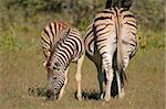 Plains (Burchell?s) Zebra (Equus quagga) mare with foal, Etosha National Park, Namibia