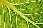 lettuce leaf close-up as an organic background