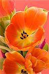Orange Tulips set against a red background.