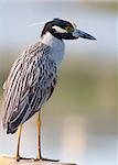 Yellow-crowned Night Heron chilling on a dock in central Florida