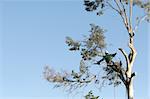 A large tree is being cut down by a man suspended by ropes. A large branch is falling.