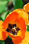 Bright orange spring tulip close up on green background