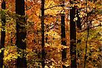 Scenic view of sunlit colorful forest in the fall