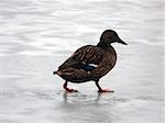 portrait of mallard duck walking on ocean ice