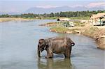 An Elephant bathing in a river at the Royal Chitwan National Park in Nepal.