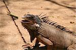 Iguana with Mouth Open Ready to Eat