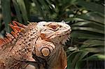 Profile of an Iguana in the Rain Forest