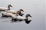 White Ducks Swimming in Formation in Pond