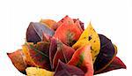 Collection of autumnal leaf