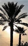 Miami Florida Palm Trees with Orange Sunset