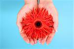 Hands holding an orange gerbera