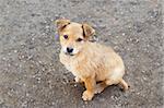 Stray puppy sitting at the ground. Shallow DOF.