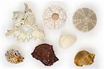 Several sea-urchins and sea-shells on white background