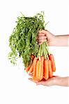 Holding a bunch of fresh carrots on white background
