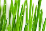 Fresh grass with dew drops isolated on white