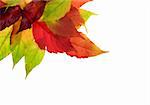 Colorful image of autumn leaves