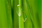 Fresh grass with dew drops close up